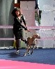 - Exposition Internationale Canine de Mulhouse