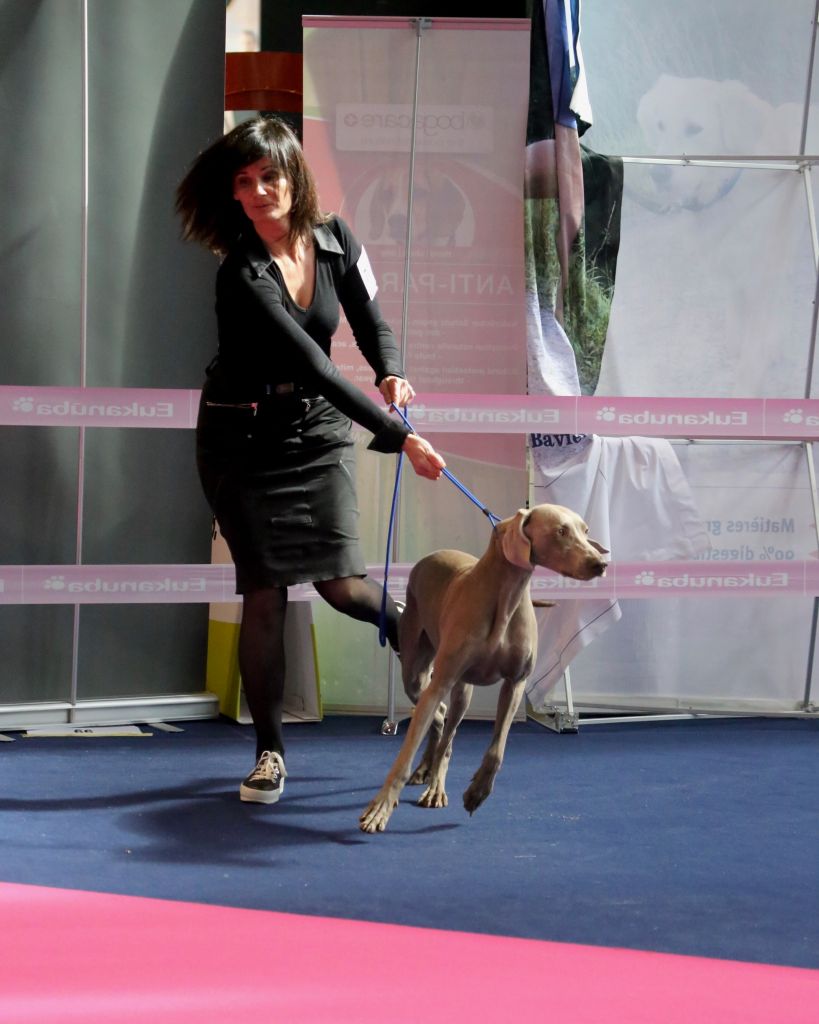 2018 - Exposition Canine Internationale de Mulhouse