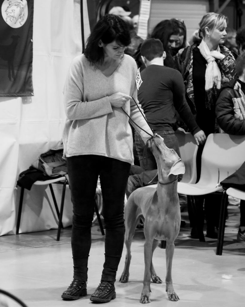 2018 - Exposition Canine Nationale de Vesoul