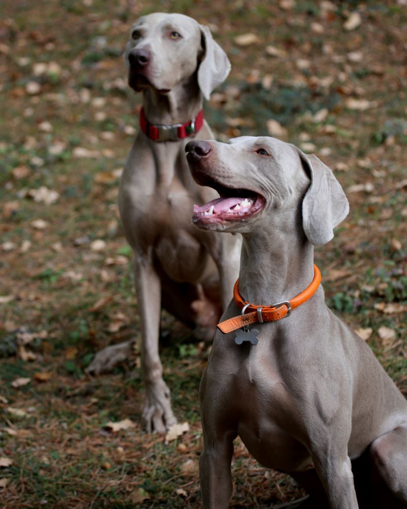 2018 - Moka et Julius
